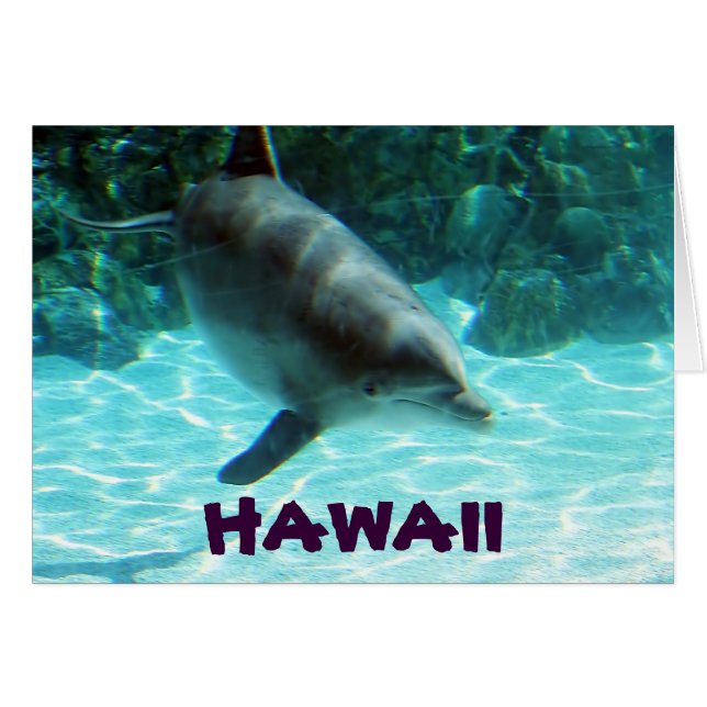 Cartão Hawaii Dolphin (Frente Horizontal)