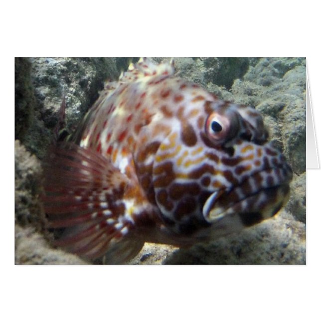 Cartão Hawaii Hawk Fish (Frente Horizontal)