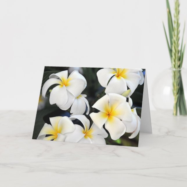 Cartão Hawaii Plumeria Flowers Greeting Card (Frente)
