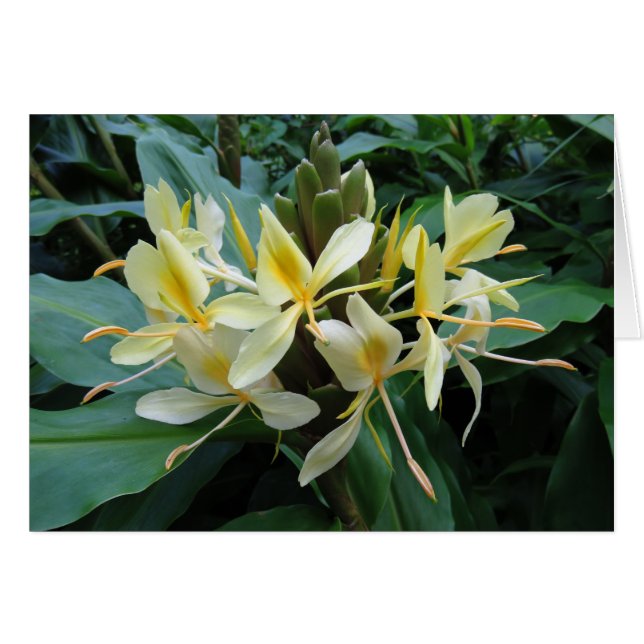 Cartão Hawaiian Ginger (Frente Horizontal)