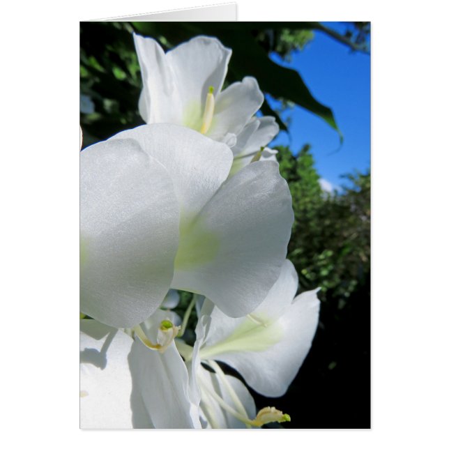 Cartão Hawaiian Ginger (Frente)