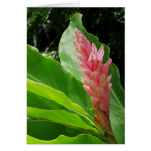 Cartão Hawaiian Ginger