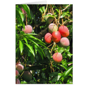 Cartão Hawaiian Mangoes