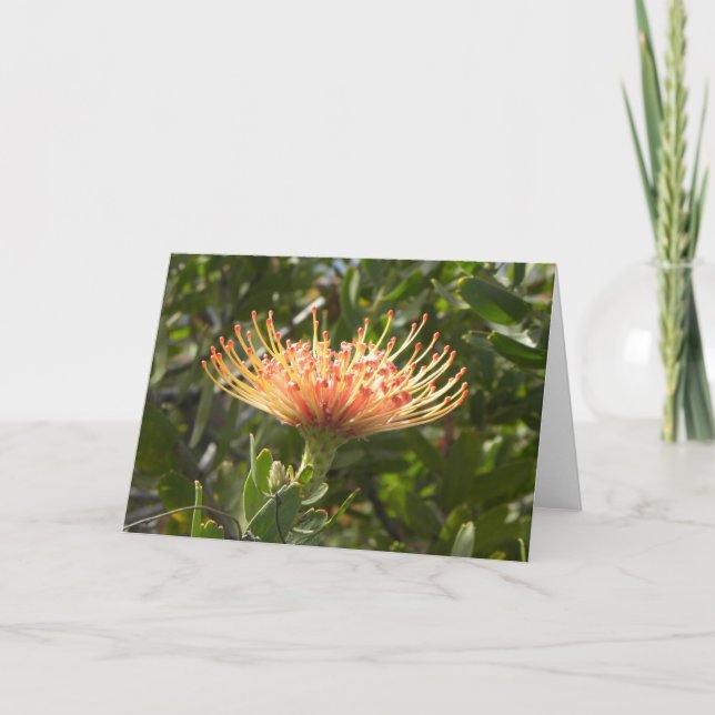 Cartão Hawaiian Pincushion Orange Flower Greeting Card (Frente)