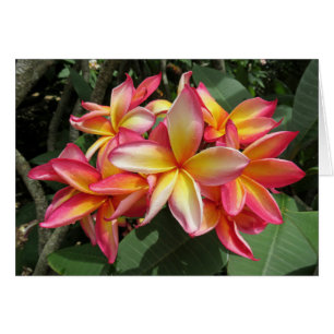 Cartão Hawaiian Plumeria