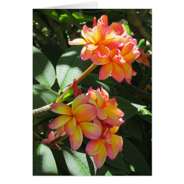 Cartão Hawaiian Plumeria (Frente)