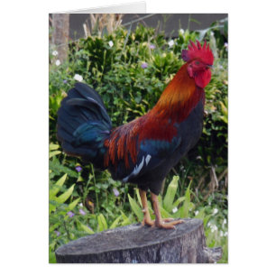 Cartão Hawaiian Rooster