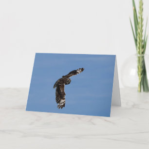 Cartão Hawaiian Short Eared Pueo Soaring