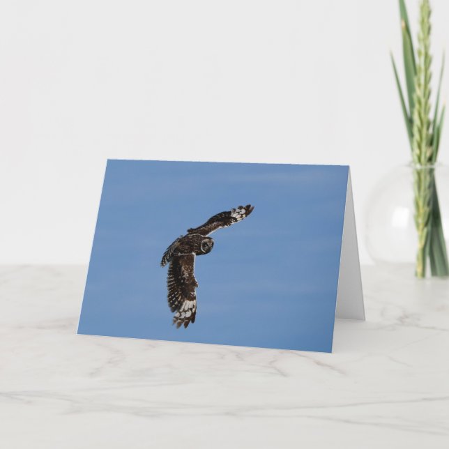 Cartão Hawaiian Short Eared Pueo Soaring (Frente)