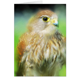Cartão Hawk
