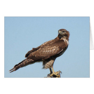 Cartão Hawk de cauda vermelha