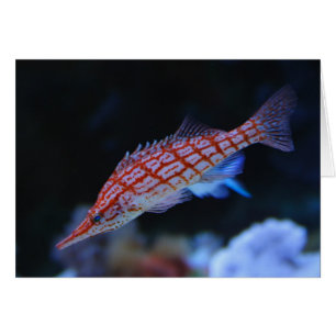 Cartão Hawkfish Longnose vermelho
