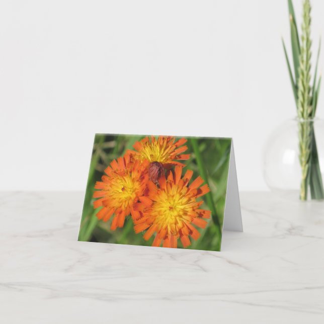 Cartão Hawkweed Note Card (Frente)