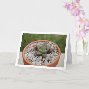 Cartão Haworthia cooperi, Planta Suculenta