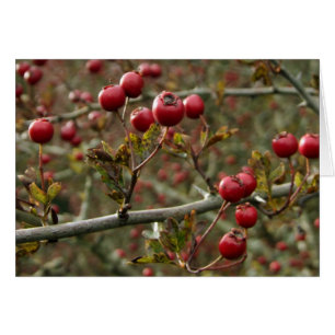 Cartão Hawthorn Berries