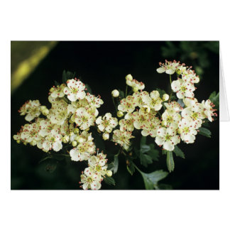 Cartão Hawthorn Blossom