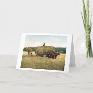 Cartão Hay in New England - Vintage 1900
