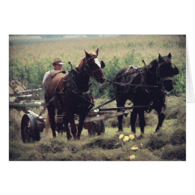 Cartão Hay Time (Frente Horizontal)