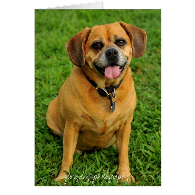 Cartão HCD_3984e, glorydaysphotography (Frente)