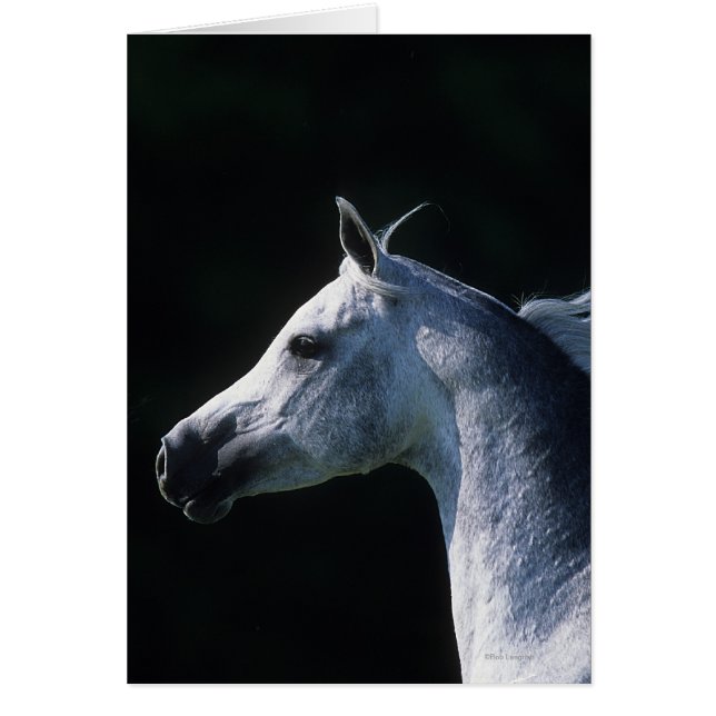 Cartão Headshot árabe 2 do cavalo (Frente)