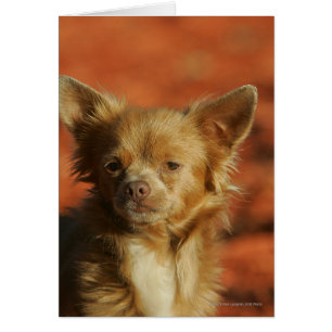 Cartão Headshot do filhote de cachorro da chihuahua