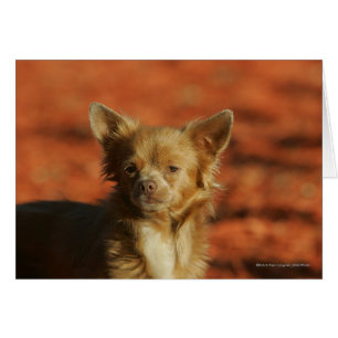 Cartão Headshot do filhote de cachorro da chihuahua
