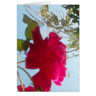 Cartão Heavenly Bloom: Um Rosa Contra o Céu