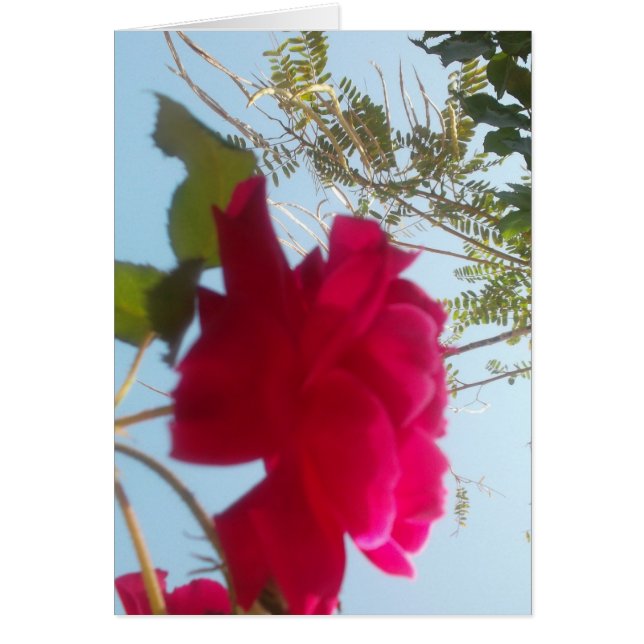 Cartão Heavenly Bloom: Um Rosa Contra o Céu (Frente)