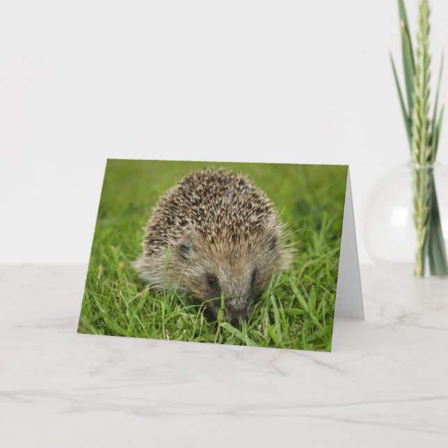 Cartão Hedgehog (Frente)