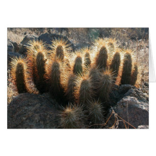 Cartão Hedgehog cactus no habitat do deserto