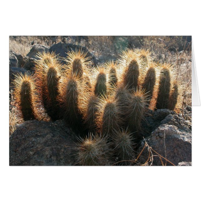 Cartão Hedgehog cactus no habitat do deserto (Frente Horizontal)