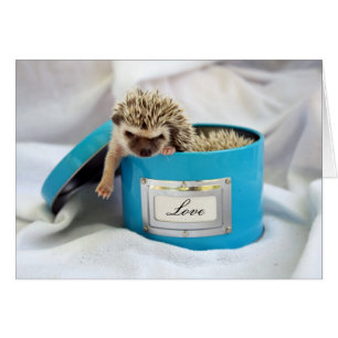 Cartão Hedgehog Love