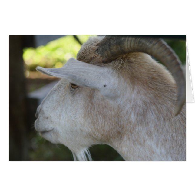 Cartão Helen (Frente horizontal)