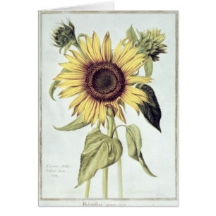 Cartão Helianthus annuus 'de Velins du Roi Vol.36'