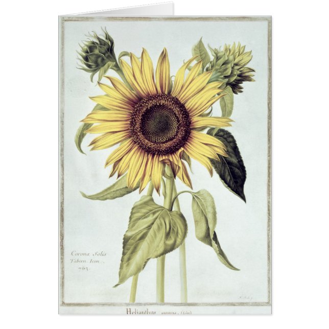 Cartão Helianthus annuus 'de Velins du Roi Vol.36' (Frente)