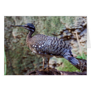 Cartão Helias Eurypyga