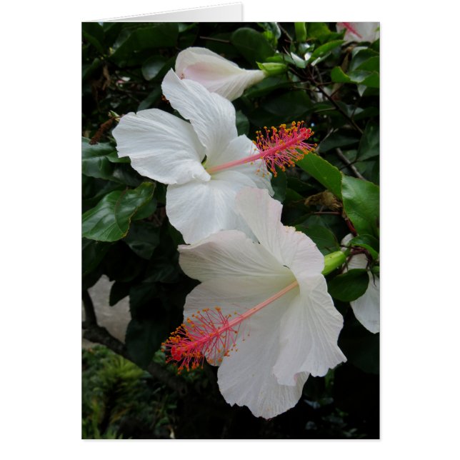 Cartão Helicônia (Frente)