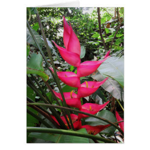 Cartão Heliconia