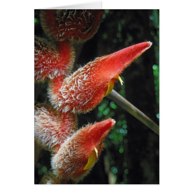 Cartão Heliconia havaiana (Frente)