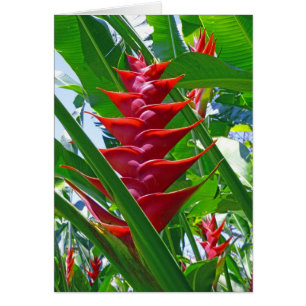 Cartão Heliconia havaiano