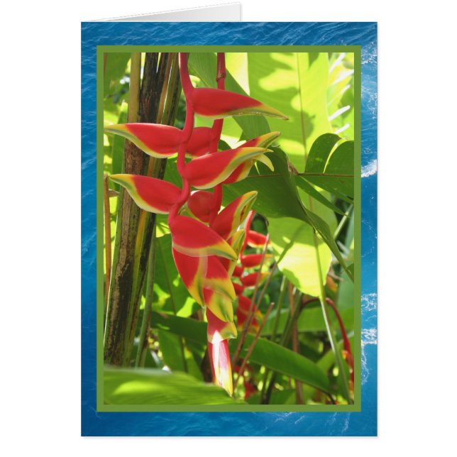 Cartão Heliconia rostrata (Frente)