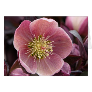 Cartão Hellebore