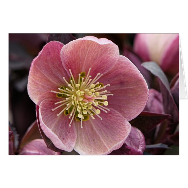 Cartão Hellebore (Frente Horizontal)