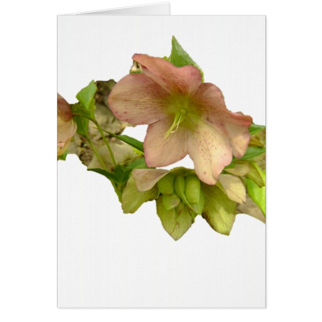 Cartão Hellebore 1 (Frente)