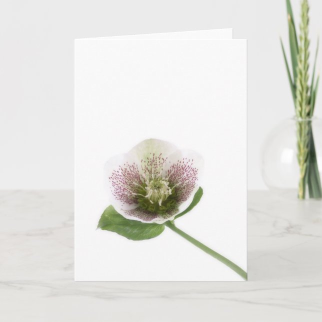Cartão Hellebore blank greetings card (Frente)