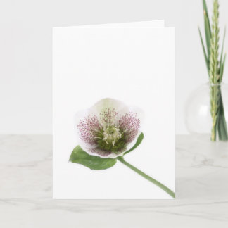 Cartão Hellebore blank greetings card