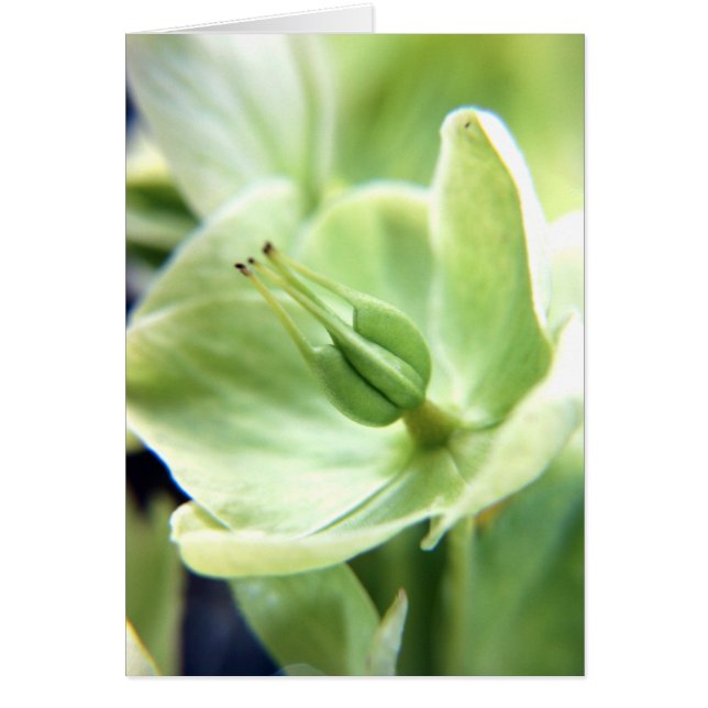 Cartão Hellebore (verde) (Frente)