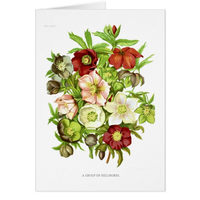 Cartão Hellebores (Frente)