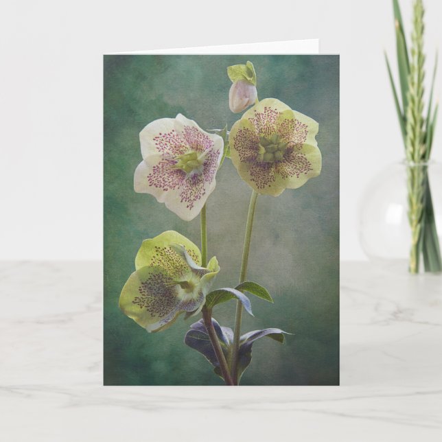 Cartão Helleborus card (Frente)