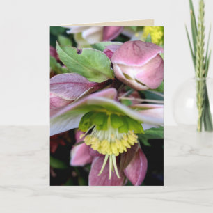 Cartão Helleborus Lividus Blank Greeting Card 1